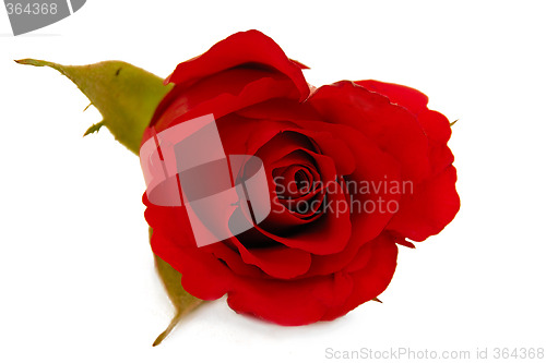 Image of Red rose flower isolated on white background