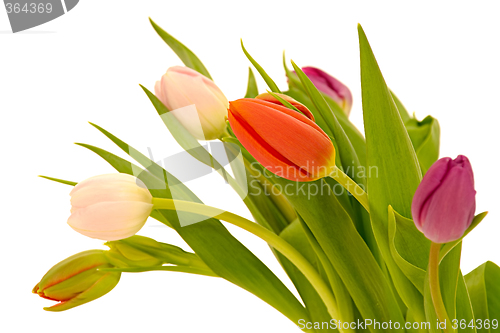 Image of Tulip flowers isolated on white background