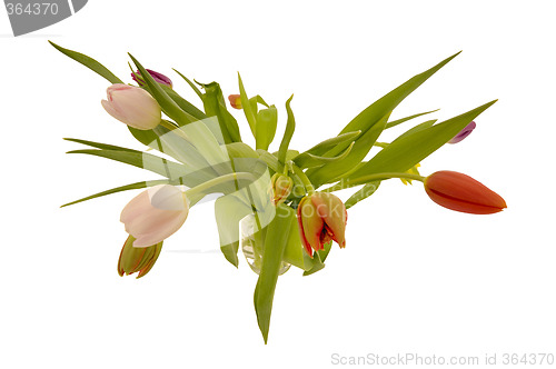 Image of Tulip flowers isolated on white background