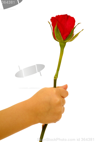 Image of Child holding rose flower in hand on white background