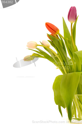 Image of Tulip flowers isolated on white background