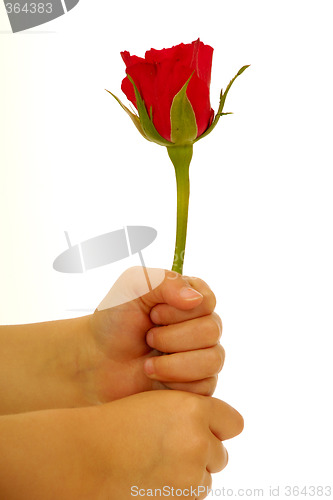 Image of Child holding rose flower in hand on white background