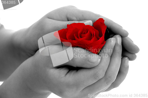 Image of Child holding rose flower in hand on white background