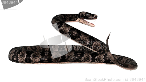 Image of Cottonmouth Snake on White