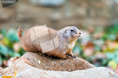 Image of Black-tailed prairie dog