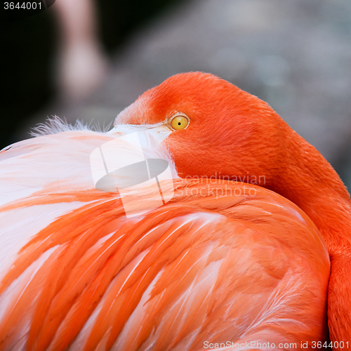 Image of Flamingo