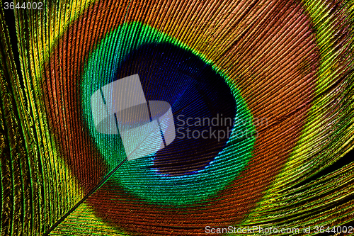 Image of Peacock feather (detail of eyespot)