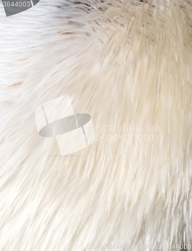 Image of White bird feathers