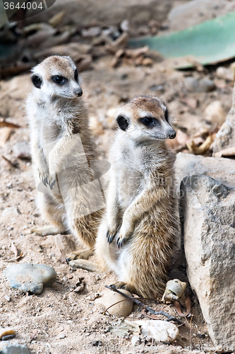 Image of Meerkat or suricate