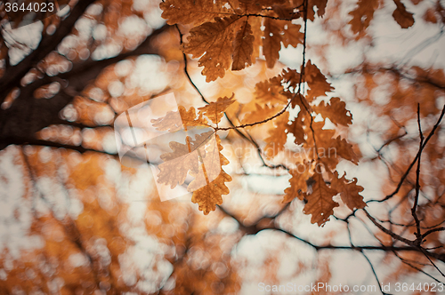 Image of autumn oak-tree leaves