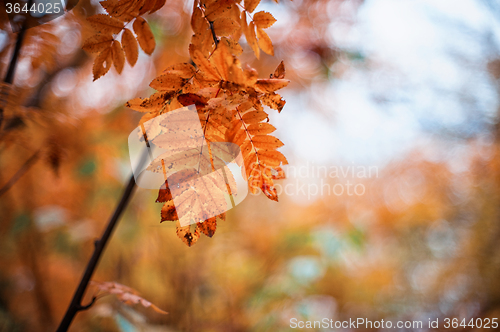 Image of rowan-tree with rowanberry