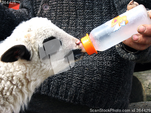 Image of Feeding Lamb