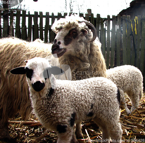 Image of sheep, lamb