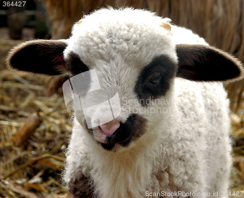 Image of Lamb