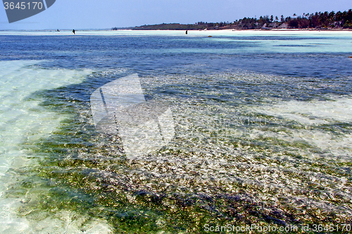 Image of seaweed beach   in zanzibar home sky  and sailing