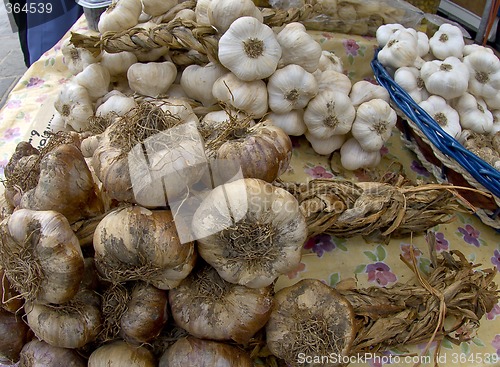 Image of garlic varieties