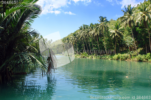 Image of Tropical Jungle River