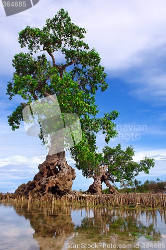 Image of Mangrove Tree