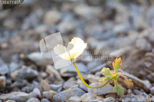 Image of Northern flower in world - Arctic poppy. Arctic desert of Novaya Zemlya archipelago