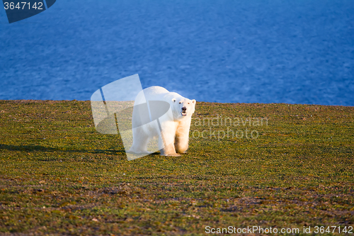 Image of Unique picture: polar bear - sympagic species - on land in polar day period. Novaya Zemlya archipelago, South island