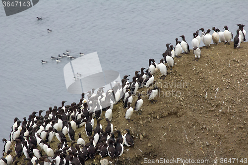 Image of planar colony of brunnich\'s guillemots and common guillemots on the Novaya Zemlya archipelago, Barents sea