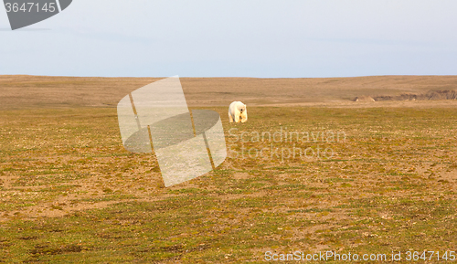 Image of Unusual picture: polar bear on land in the polar day period. Novaya Zemlya archipelago, South island