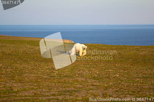 Image of Unusual picture: polar bear on land in the polar day period. Novaya Zemlya archipelago, South island