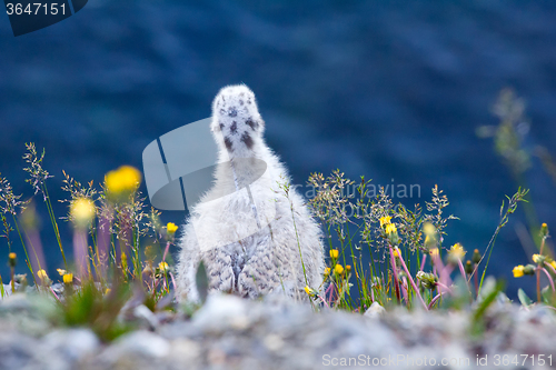 Image of Nestling glaucous gulls looking off cliff in Barents sea. Novaya Zemlya archipelago