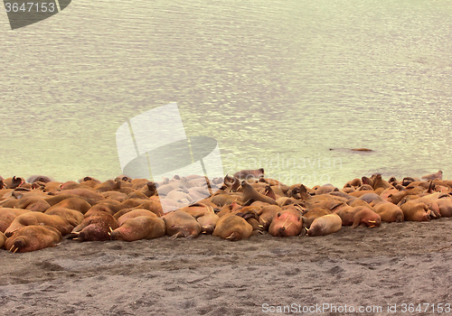 Image of Rookery Atlantic walruses