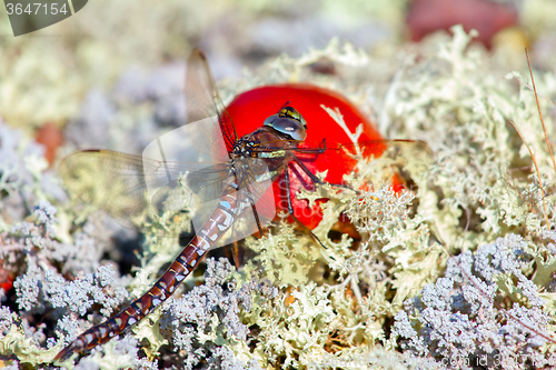 Image of Part of tundra: dragonfly sat down on bright fungus among white lichens