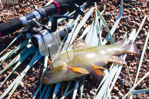 Image of summer lake fishing ench  fish