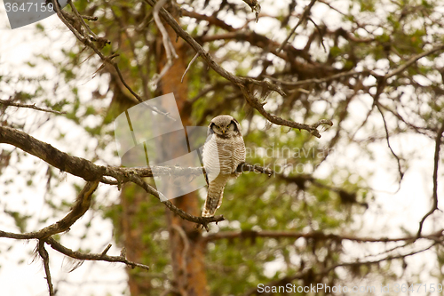 Image of Hawk owl in taiga