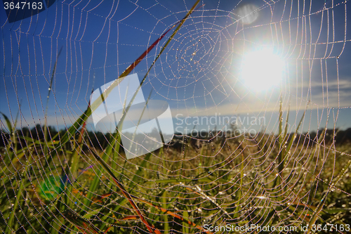 Image of dew on spider web