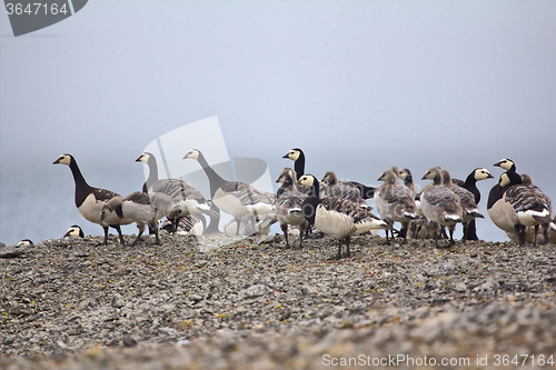 Image of Geese Creche in the Arctic