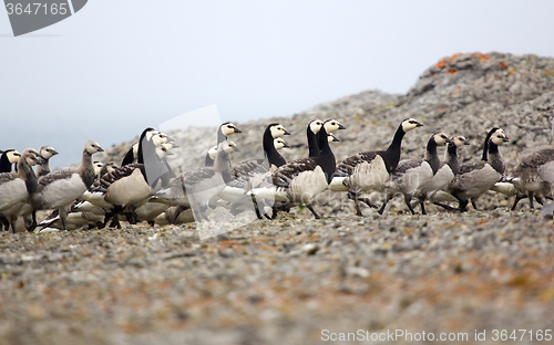 Image of Goose nursery in the arctic wilderness