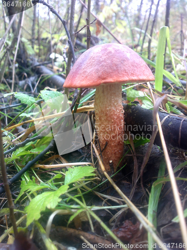 Image of orange-cap boletus mushroom in autumn forest eco clean