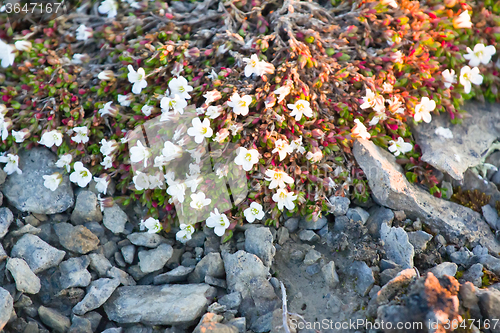 Image of Modest polar desert vegetation: curtin Mouse-ear chickweed (Cerastium regelii). Novaya Zemlya Archipelago. Russia