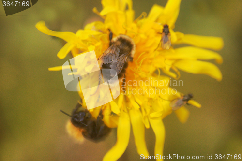 Image of summer Bumble bee insect flower macro