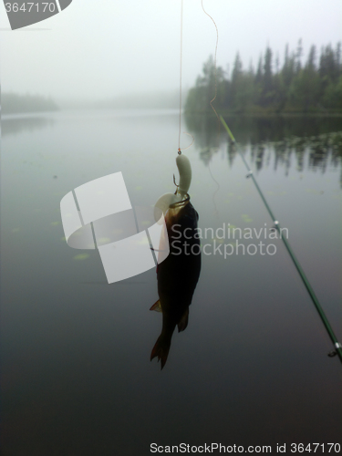 Image of black perch dark polar lakes