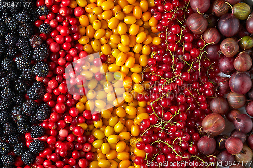 Image of various kinds of berries