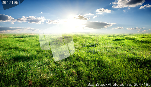 Image of Grass and sunlight