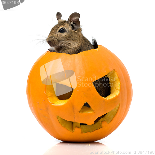 Image of Halloween pumpkin with a rat inside