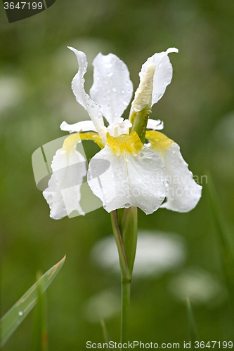 Image of white iris flower