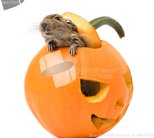 Image of Halloween pumpkin with a rat inside