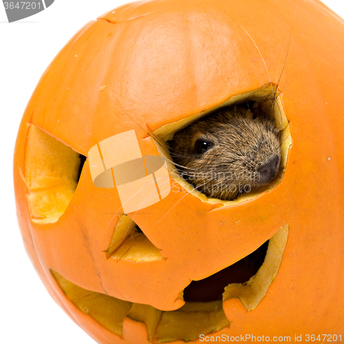 Image of Halloween pumpkin with a rat inside