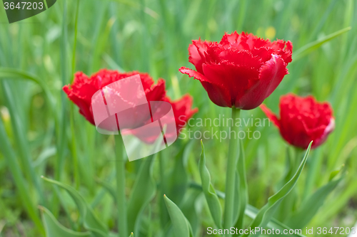 Image of red fringed double tulips