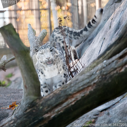 Image of snow leopard in the zoo