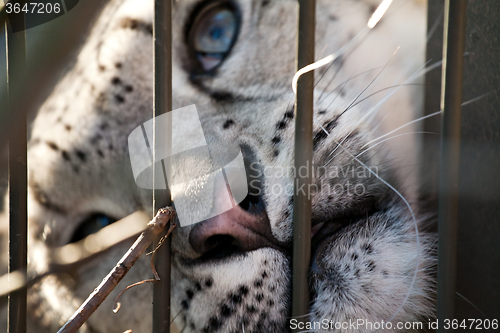 Image of snow leopard in the zoo