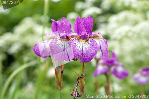 Image of two violet iris flowers