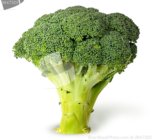 Image of Large inflorescences of fresh broccoli